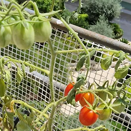 Welcome To Malta Séjour chez l'habitant *