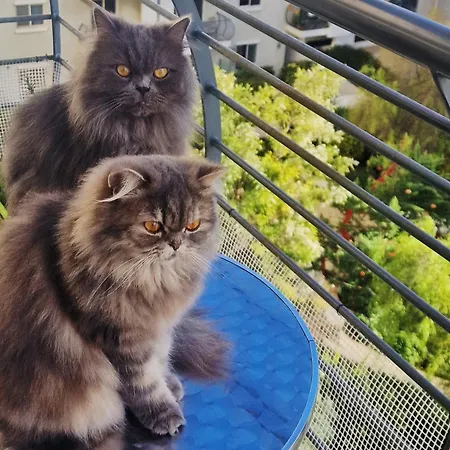 Welcome To Malta Habitación en casa particular *